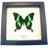 Emerald Green Swallowtail Butterfly Papilio palinurus Framed Taxidermy Display