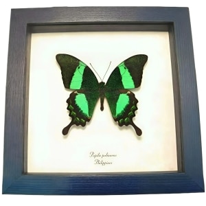 Emerald Green Swallowtail Butterfly Papilio palinurus Framed Taxidermy Display