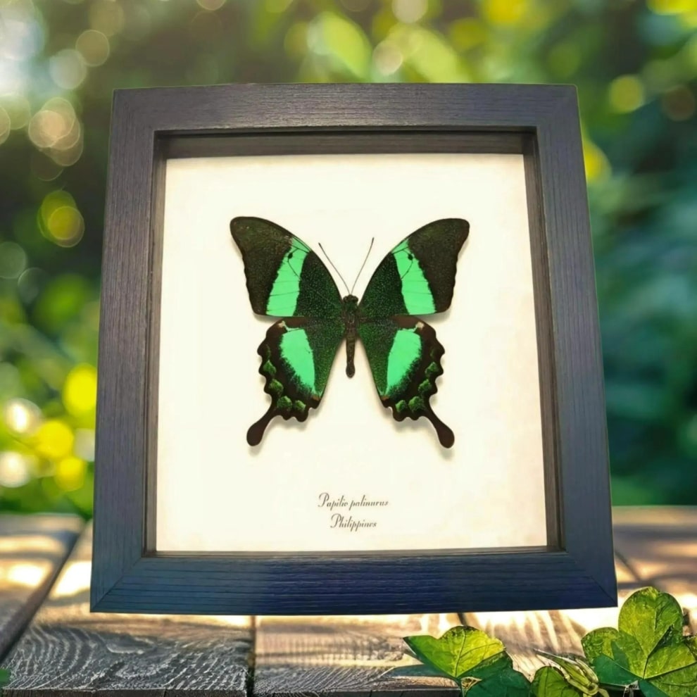 Emerald Green Swallowtail Butterfly Papilio palinurus Framed Taxidermy Display