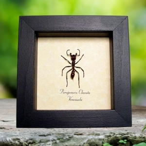Bullet Ant Paraponera clavata Real Framed Insect Taxidermy Display