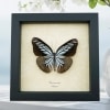 Pareronia tritea Powder Blue Butterfly Framed Taxidermy Display