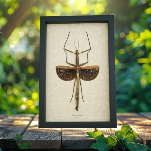 Real Framed Winged Stick Insect Phasmatidae Taxidermy Display