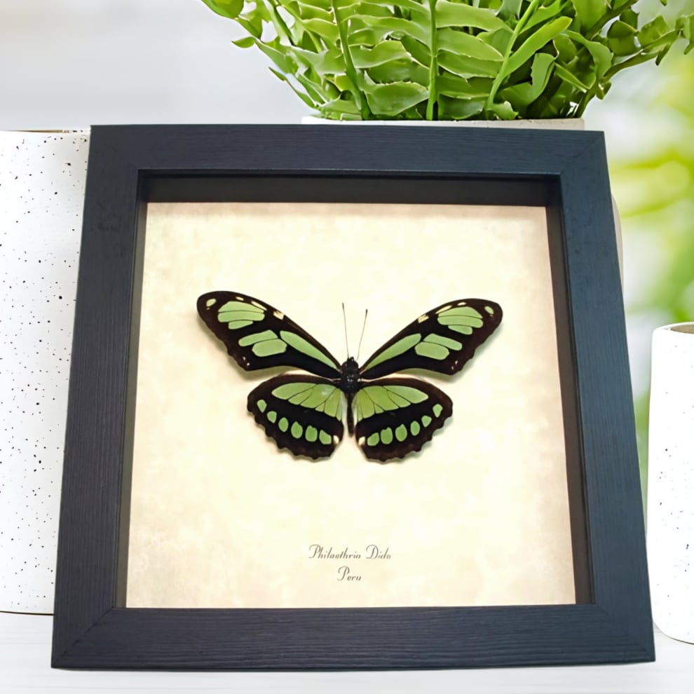 Scarce Bamboo Page Butterfly Philaethria dido Framed Taxidermy Display