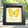 Framed Jamaica Apricot Sulpher Butterfly Phoebis argante comstocki Female Taxidermy Display