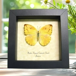 Framed Jamaica Apricot Sulpher Butterfly Phoebis argante comstocki Female Taxidermy Display