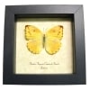 Framed Jamaica Apricot Sulpher Butterfly Phoebis argante comstocki Female Taxidermy Display