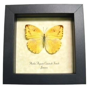 Framed Jamaica Apricot Sulpher Butterfly Phoebis argante comstocki Female Taxidermy Display