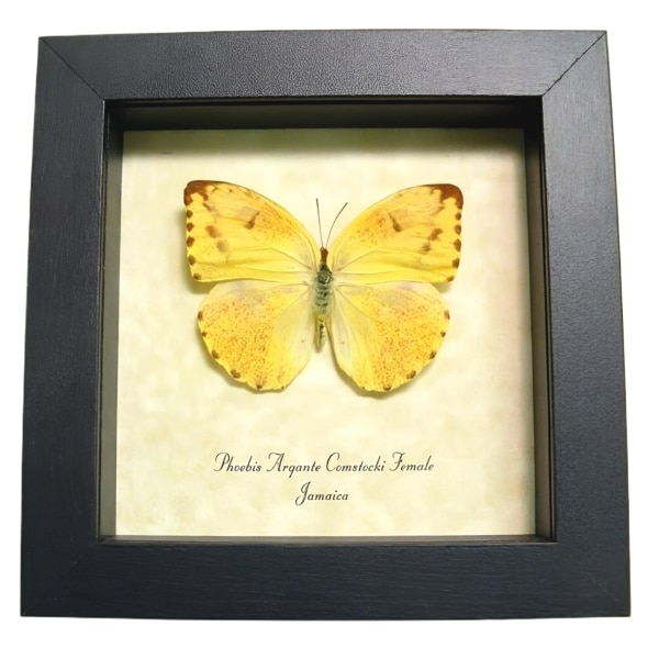 Framed Jamaica Apricot Sulpher Butterfly Phoebis argante comstocki Female Taxidermy Display