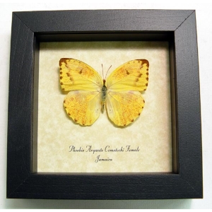 Phoebis argante comstocki female Apricot Sulpher Jamaica Butterfly Framed Taxidermy Display