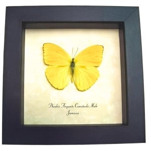Framed Jamaica Apricot Sulpher Butterfly Phoebis argante comstocki Male Taxidermy Display