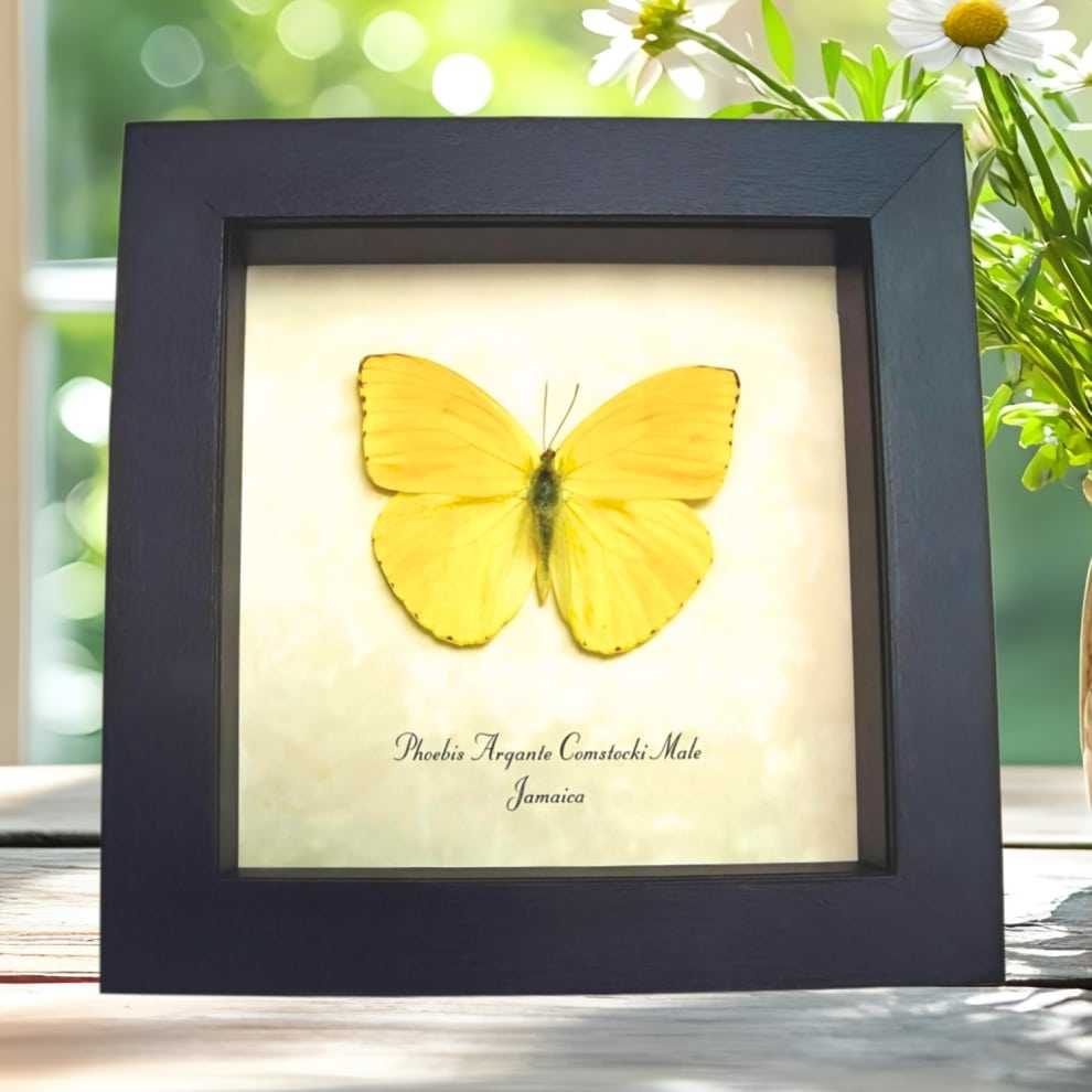 Framed Jamaica Apricot Sulpher Butterfly Phoebis argante comstocki Male Taxidermy Display Framed Jamaica Apricot Sulpher Butterfly Phoebis argante comstocki Male Taxidermy Display