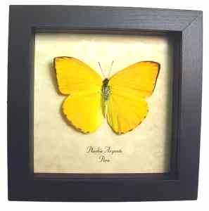 Orange Sulpher Butterfly Phoebis argante Framed Taxidermy Display
