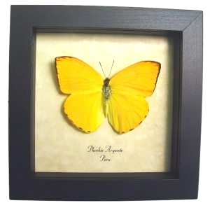 Orange Sulpher Butterfly Phoebis argante Framed Taxidermy Display