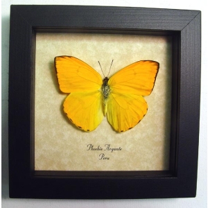 Phoebis argante Orange Sulpher Butterfly Framed Taxidermy Display