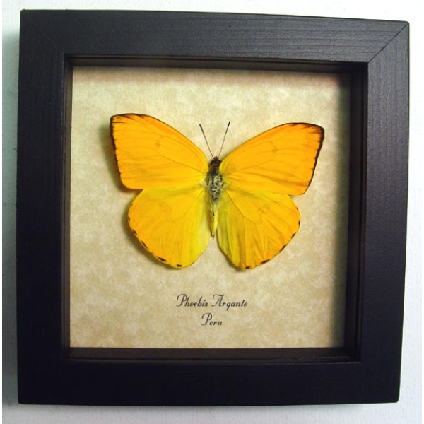 Phoebis argante Orange Sulpher Butterfly Framed Taxidermy Display