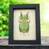 Phyllium pulchrifolium Female Green Leaf Insect Real Framed Taxidermy Display