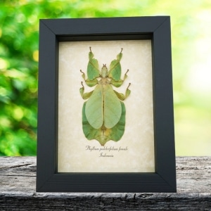 Phyllium pulchrifolium Female Green Leaf Insect Real Framed Taxidermy Display