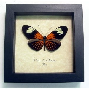 Heliconius erato Red Postman Red Passion Flower Butterfly Framed Taxidermy Display