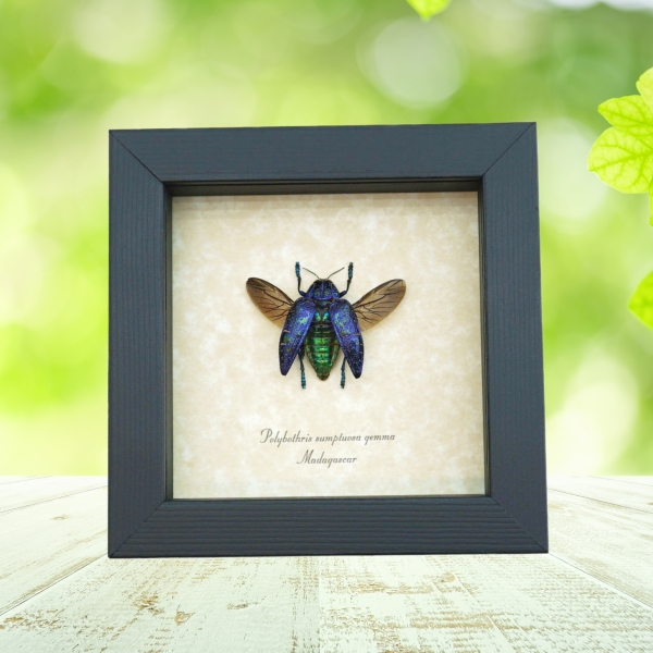 Polybothris sumptuosa gemma Purple Green Madagascar Beetle Framed Taxidermy Display