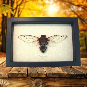 Pomponia intermedia Giant Clear Winged Cicada Framed Taxidermy Display