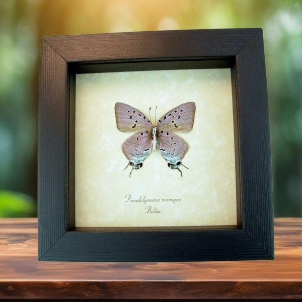 Real Framed Cambridge Blue Butterfly Pseudolycaena marsyas Verso Taxidermy Display