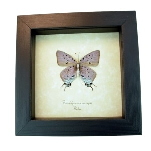 Real Framed Cambridge Blue Butterfly Pseudolycaena marsyas Verso Taxidermy Display