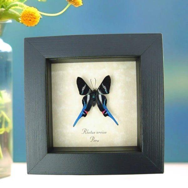Real Framed Blue Swallowtail Butterfly Rhetus arcius Taxidermy Display Real Framed Blue Swallowtail Butterfly Rhetus arcius Taxidermy Display