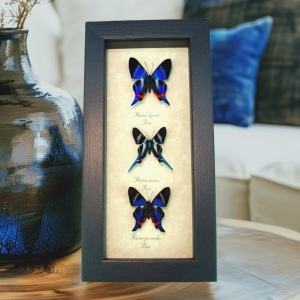 Blue Rhetus Swallowtail Butterfly Collection Framed Taxidermy Display