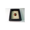 Torynorrhina flammea Red Flower Beetle Framed Taxidermy Display