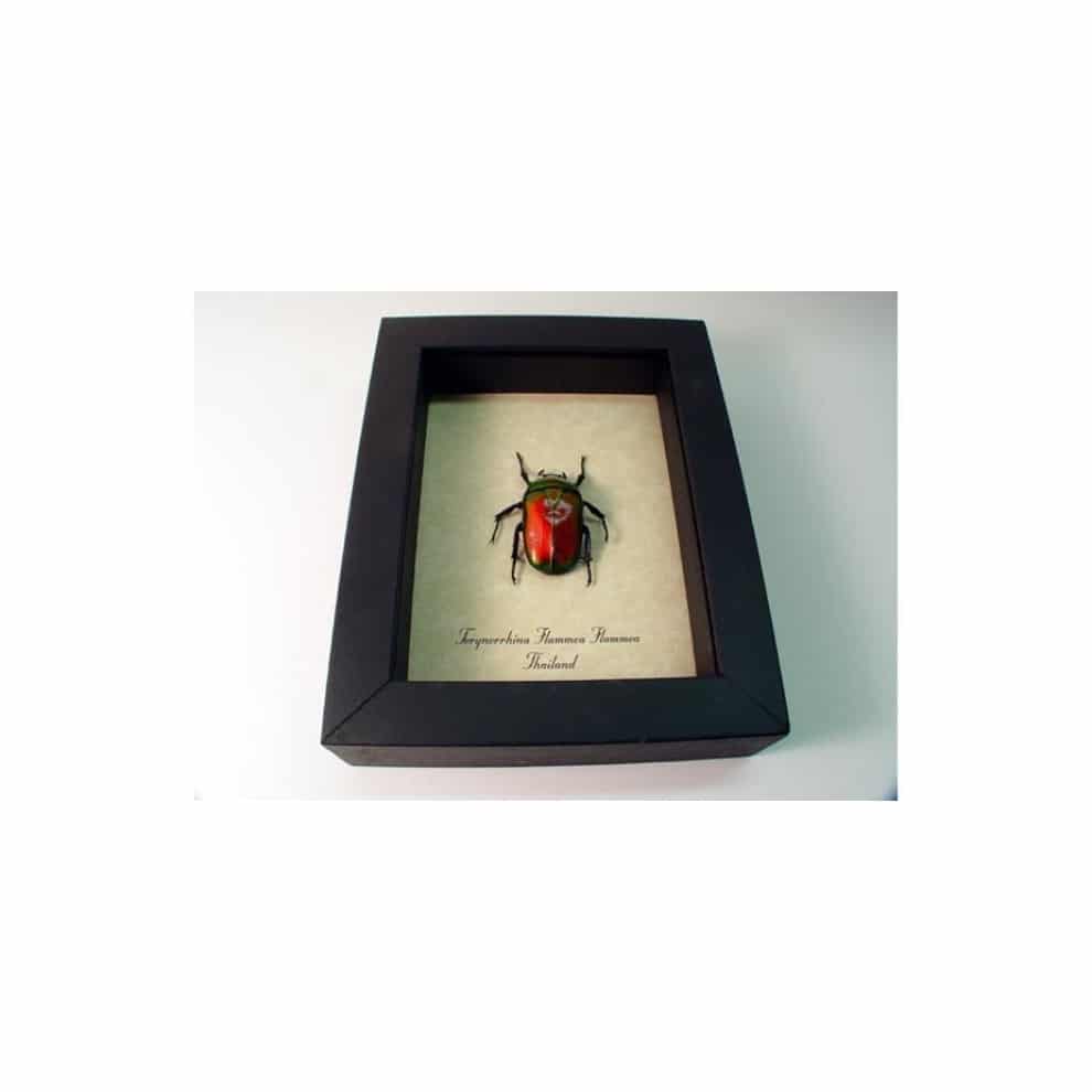 Torynorrhina flammea Red Flower Beetle Framed Taxidermy Display