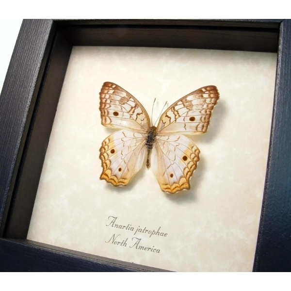 Real White Peacock Butterfly Anartia jatrophae Framed Taxidermy Display