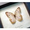 Real White Peacock Butterfly Anartia jatrophae Framed Taxidermy Display