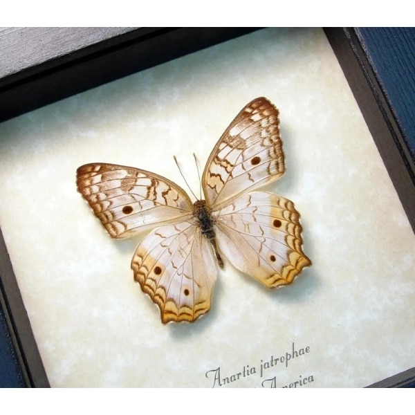 Real White Peacock Butterfly Anartia jatrophae Framed Taxidermy Display