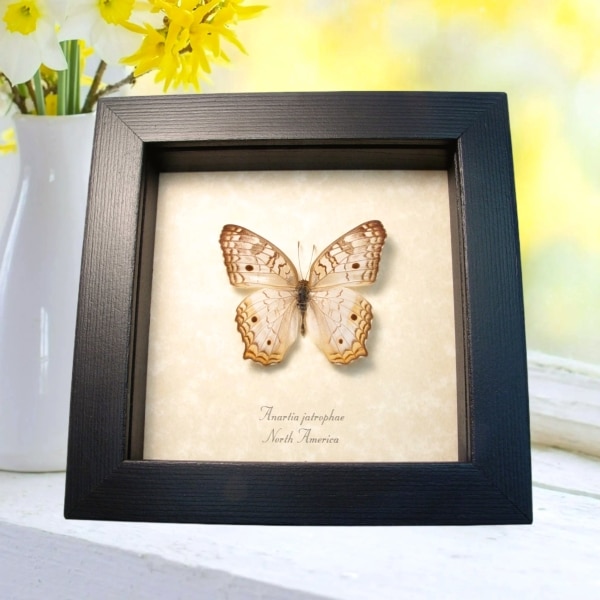 Real White Peacock Butterfly Anartia jatrophae Framed Taxidermy Display
