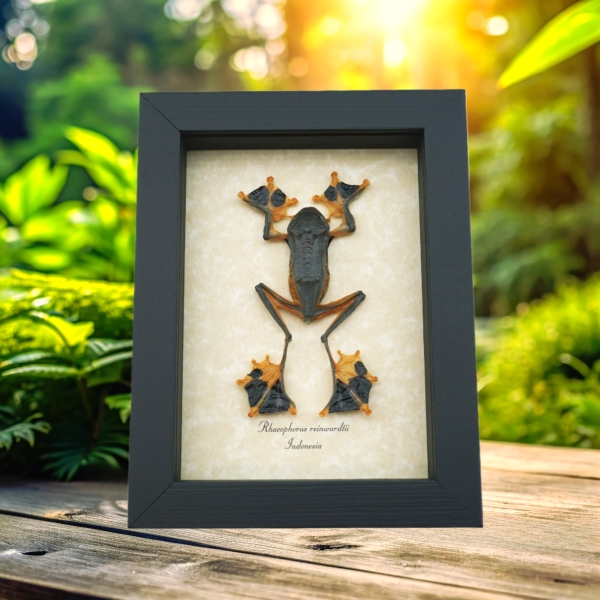 Rhacophorus reinwardtii Male Flying Parachute Tree Frog Framed Taxidermy Display