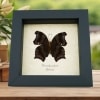 Real Framed Wizard Butterfly Rhinopalpa polynice Male Taxidermy Display