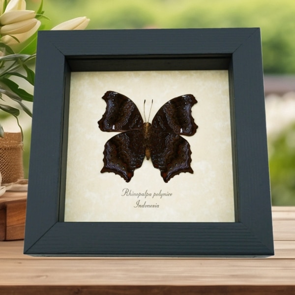 Real Framed Wizard Butterfly Rhinopalpa polynice Male Taxidermy Display