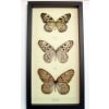 Rice Paper Butterfly Collection Real Framed Butterflies