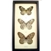 Rice Paper Butterfly Collection Real Framed Butterflies