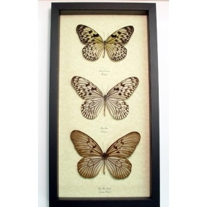 Rice Paper Butterfly Collection Real Framed Butterflies