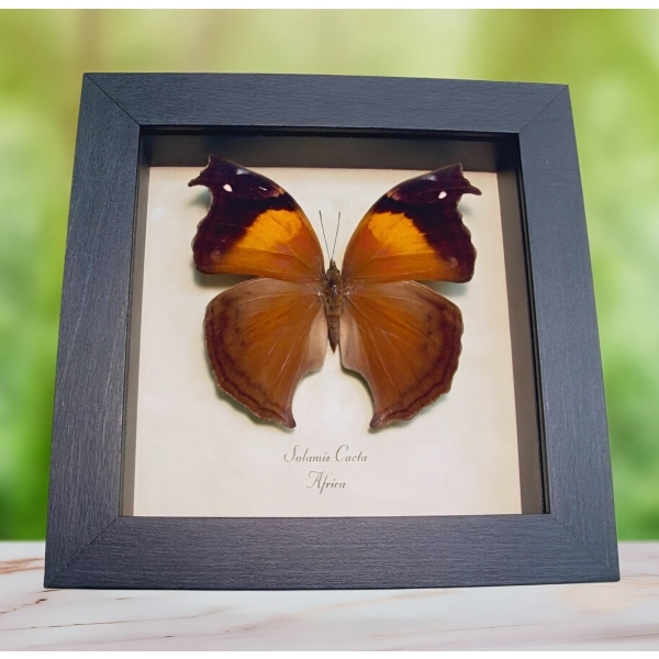 Salamis cacta Female Lilac Beauty Butterfly Framed Taxidermy Display