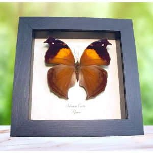 Salamis cacta Female Lilac Beauty Butterfly Framed Taxidermy Display