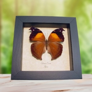 Salamis cacta Female Lilac Beauty Butterfly Framed Taxidermy Display