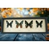 Sunset Moth Collection Madagascar Moths Urania Rhipheus leilus Framed Taxidermy Display