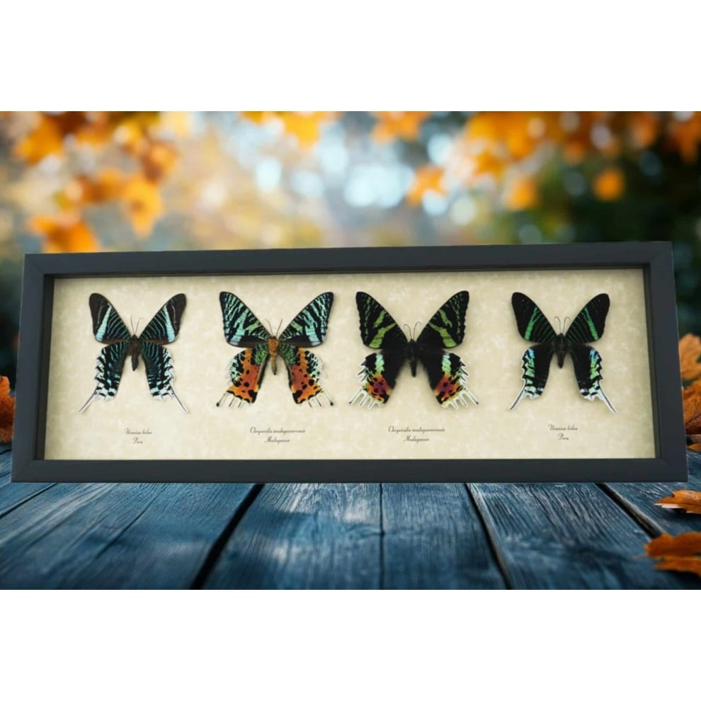 Sunset Moth Collection Madagascar Moths Urania Rhipheus leilus Framed Taxidermy Display