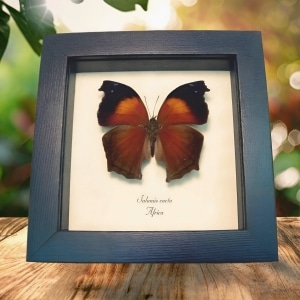 Salamis Cacta Lilac Beauty Butterfly Framed Taxidermy Display