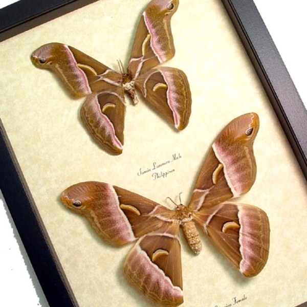Samia luzonica Pair Moth - Giant Silk Moths Framed Taxidermy