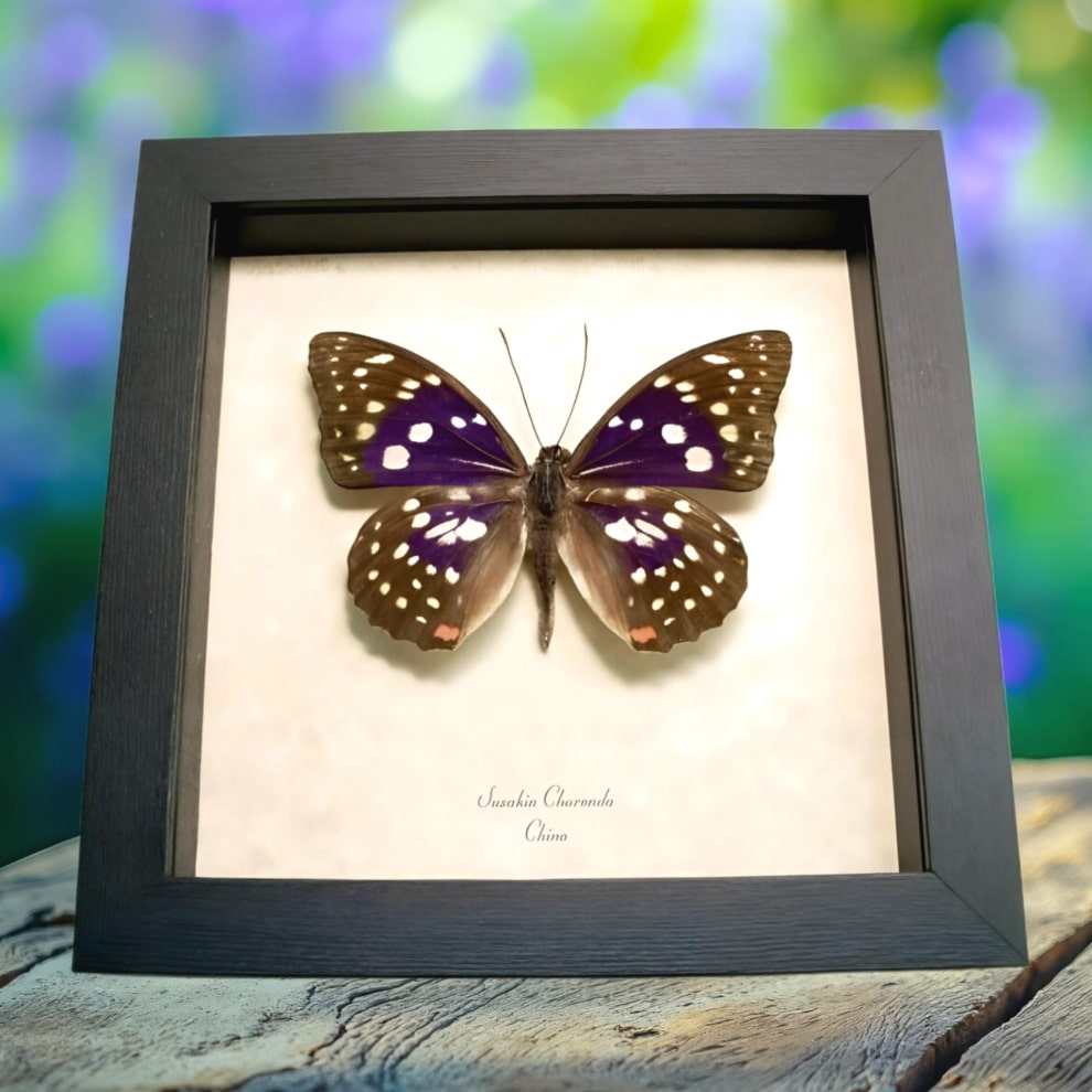 Japanese Purple Emperor Butterfly Sasakia charonda Framed Taxidermy Display