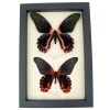 Scarlett Mormon Pair Butterflies Papilio rumanzovia Real Framed Butterfly Taxidermy Display