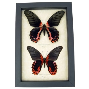 Scarlett Mormon Pair Butterflies Papilio rumanzovia Real Framed Butterfly Taxidermy Display